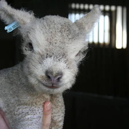 Kishosszuret Vendeghaz בית הארחה 4*