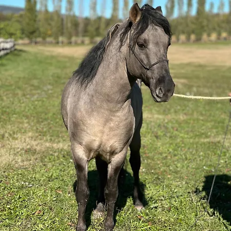 Kishosszuret Vendeghaz בית הארחה 4*