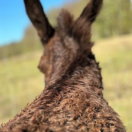 Kishosszuret Vendeghaz בית הארחה