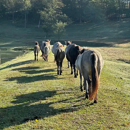 בית הארחה Kishosszuret Vendeghaz Pecsvarad