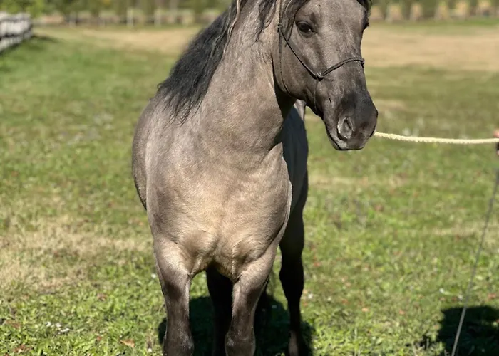 Kishosszuret Vendeghaz Pensionat 4*